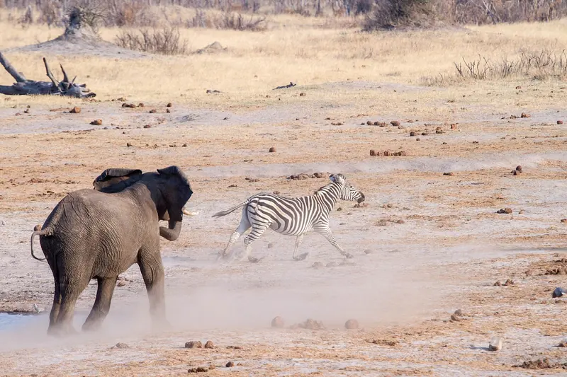 An elephant and a zebra crossing dusty open ground in Hwange National Park