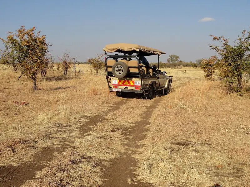 A safari vehicle on a game drive through golden grassland in Hwange