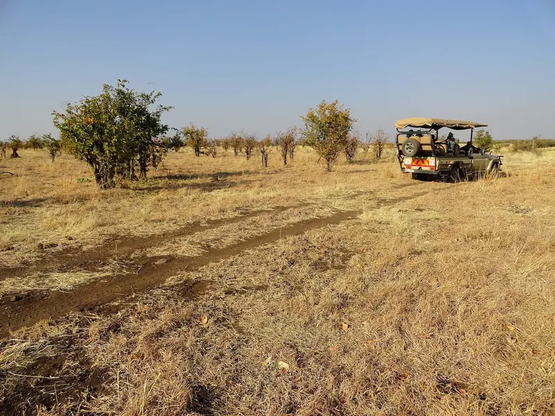 Open grassland and scattered trees in Hwange National Park, with a safari vehicle in the distance