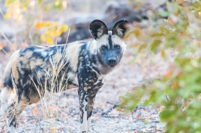 A painted dog standing alert in the bush